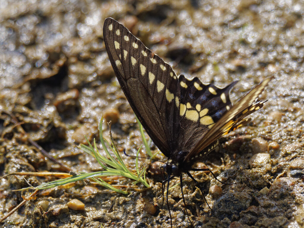 black swallowtail by rminer