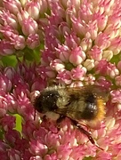 2nd Aug 2022 - Fuzzy Bumblebee 