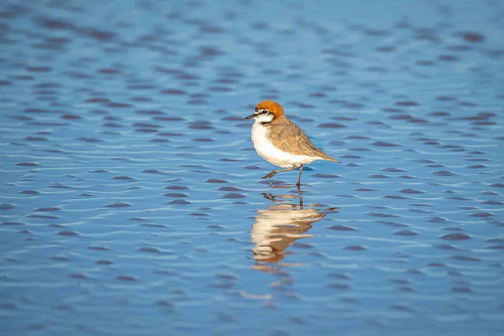 Red capped plover by pusspup