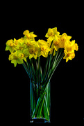 17th Aug 2022 - Daffodils