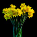 Daffodils by briaan