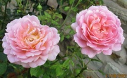 17th Aug 2022 - Old pink roses.