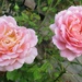 Old pink roses.