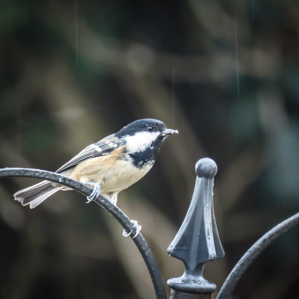 Coal Tit by mumswaby