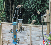 15th Aug 2022 - Its Busy at The Feeders