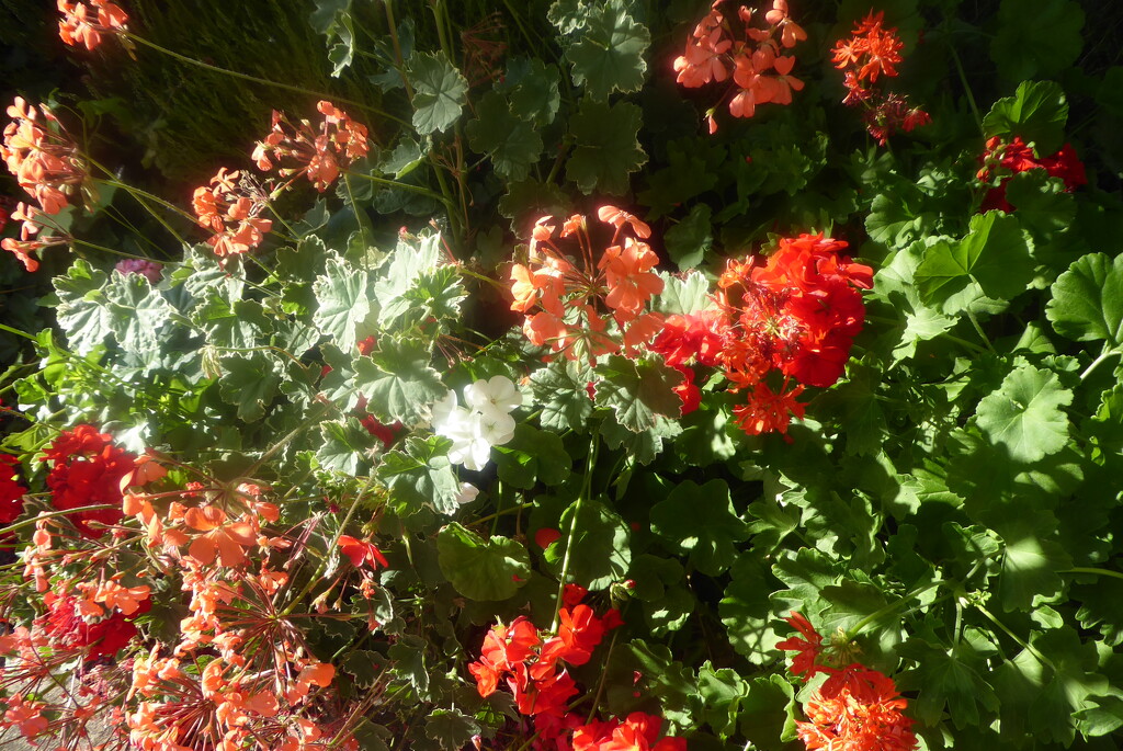 Geraniums are standing up well to the heat wave by snowy