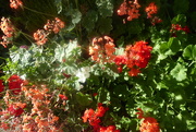 12th Aug 2022 - Geraniums are standing up well to the heat wave