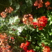 Geraniums are standing up well to the heat wave