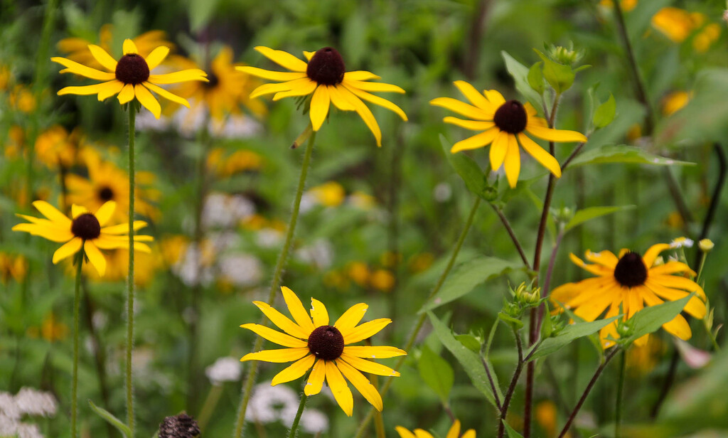 Some Black Eyed Susans by mittens