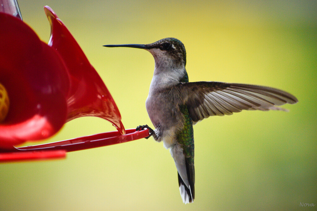 Little hummer by novab