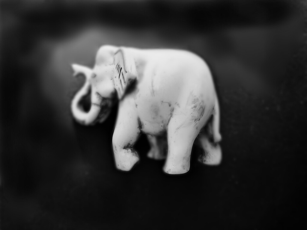 elephant by dreary