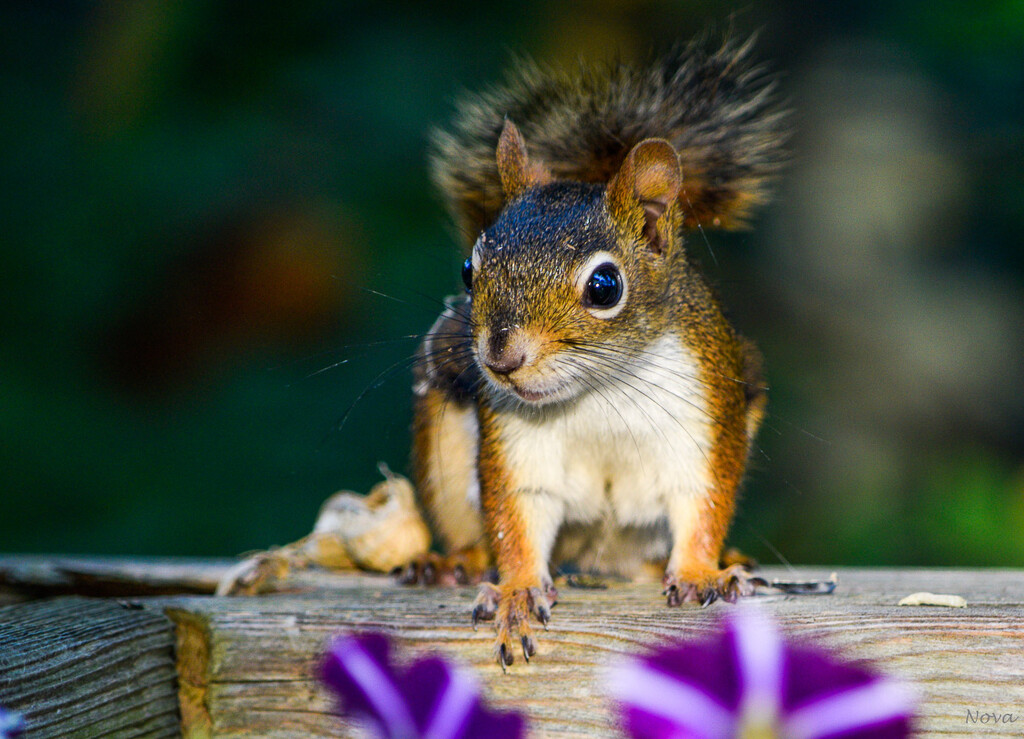 Mrs. Squirrel  by novab
