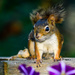 Mrs. Squirrel  by novab