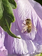 3rd Aug 2022 - Just a bee on a hibiscus petal
