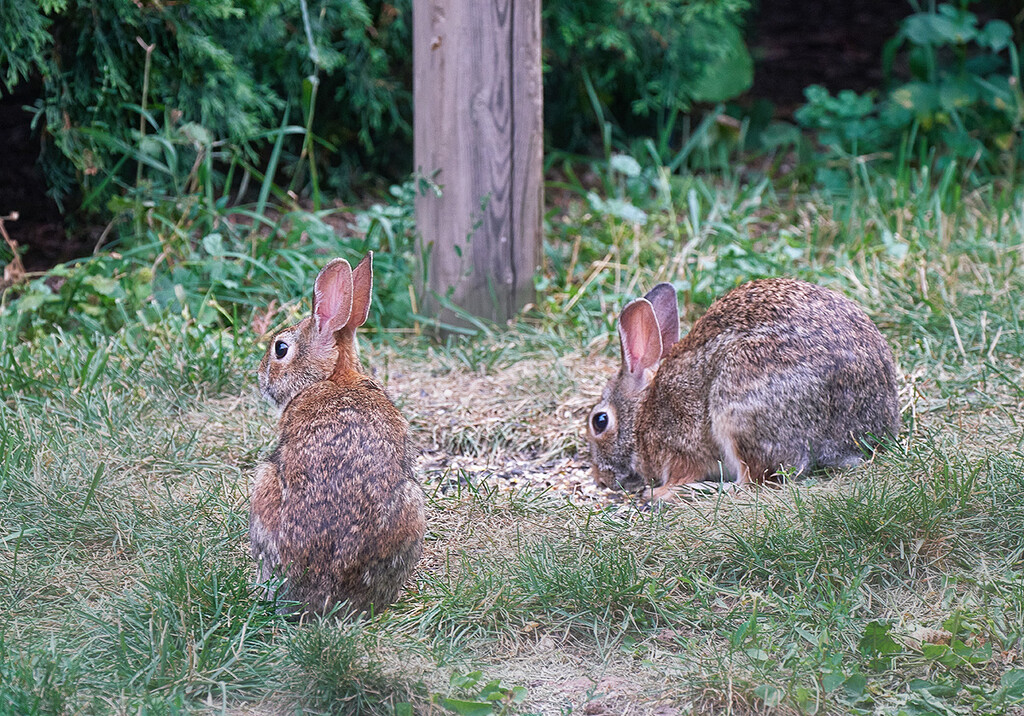 Bunnies Everywhere! by gardencat