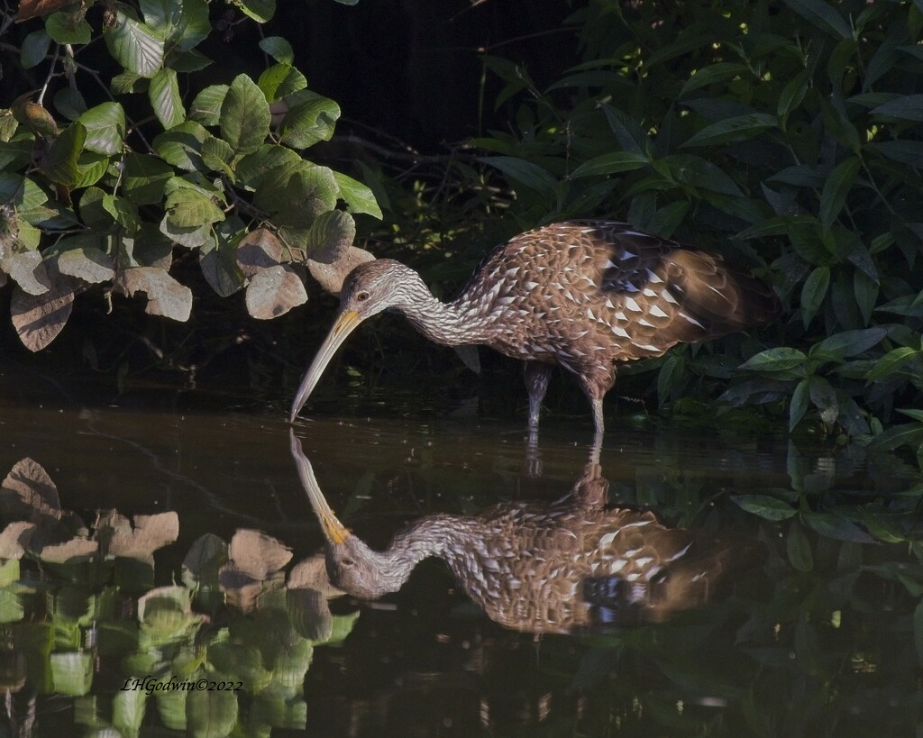 LHG_4666Limpkin in the light by rontu