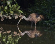 16th Aug 2022 - LHG_4666Limpkin in the light