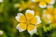 17th Aug 2022 - Limnanthes douglasii 
