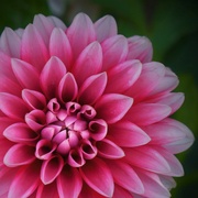 17th Aug 2022 - Another dahlia - they're just so pretty!