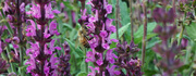 17th Aug 2022 - Worker bee on the job