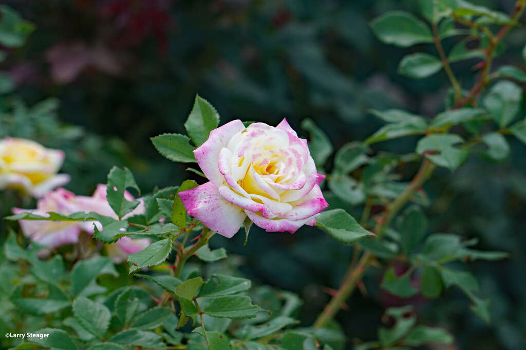 Yesterdays bud todays rose by larrysphotos
