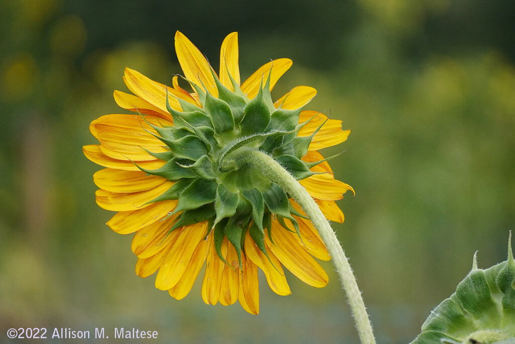 Shy Sunflower by falcon11