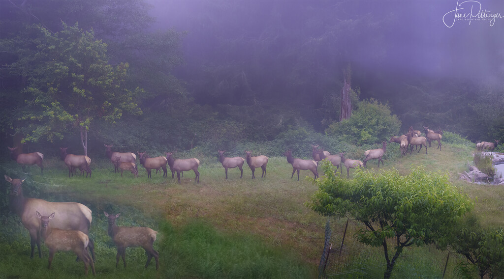 Elk in the Fog by jgpittenger