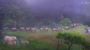 18th Aug 2022 - Elk in the Fog
