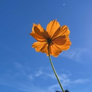 16th Aug 2022 - Cosmos 