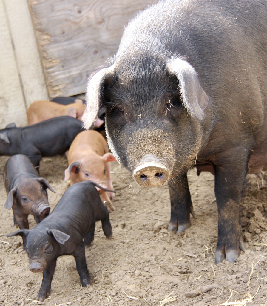 Mama Piggy by corinnec