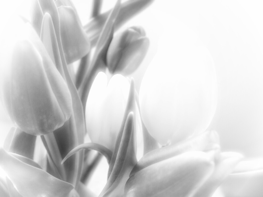Tulips in the Sunlight by olivetreeann