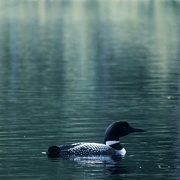 17th Aug 2022 - Loon reflection 