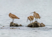 17th Aug 2022 - Whimbrels