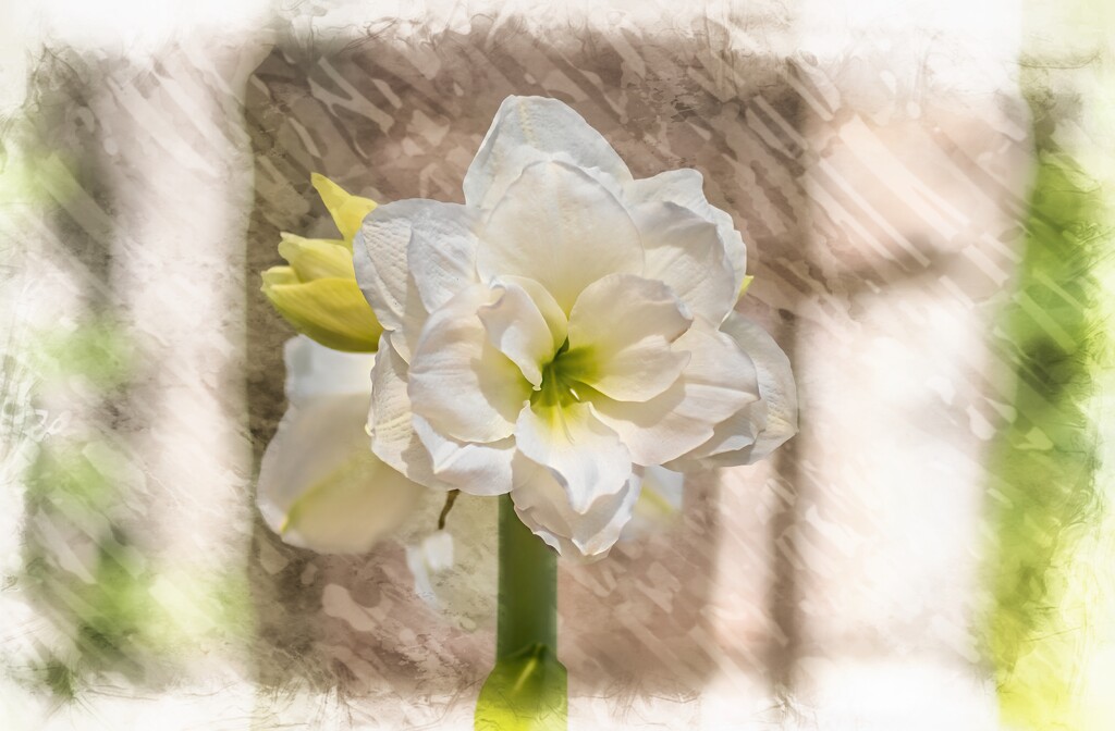 Amaryllis in the garden by ludwigsdiana