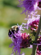 17th Aug 2022 - busy bee