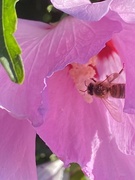 17th Aug 2022 - A little pollen on a bee