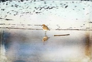 10th Aug 2022 - Red capped plover