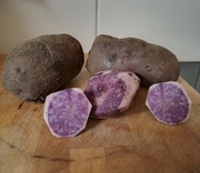 18th Aug 2022 - Purple potatoes 