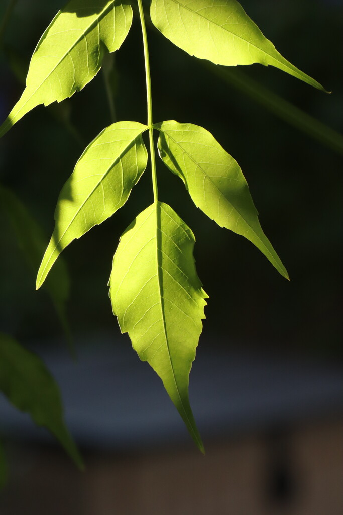 Leaf in the sun  by jeremyccc