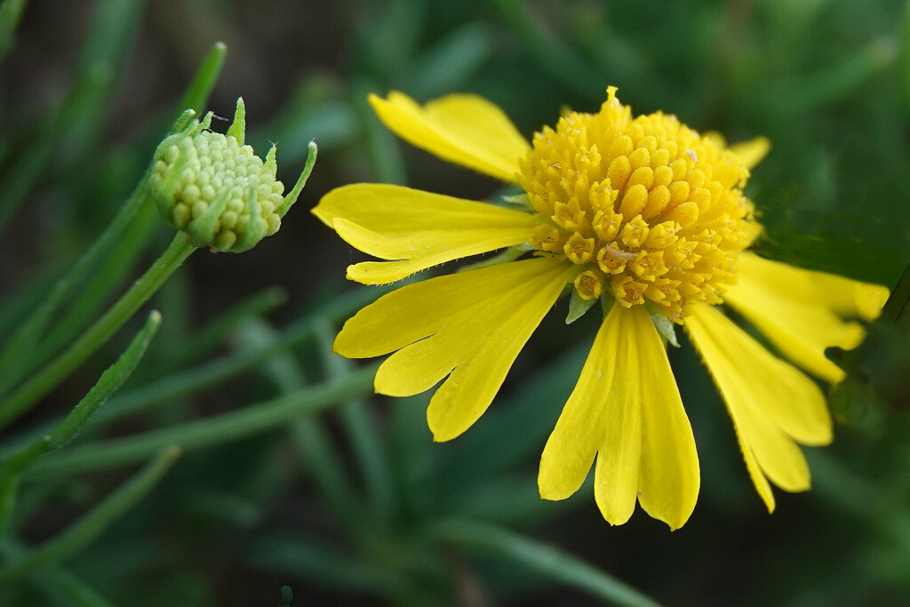 True to Its Name - Sneezeweed by milaniet