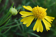 18th Aug 2022 - True to Its Name - Sneezeweed