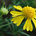 True to Its Name - Sneezeweed by milaniet