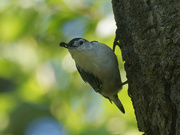 18th Aug 2022 - white-breasted nuthatch