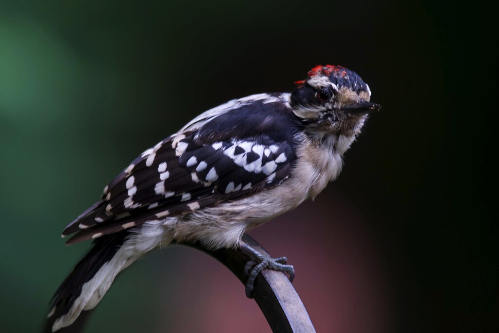 Mr. Downy Woodpecker by berelaxed