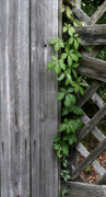 19th Aug 2022 - Old fences and vines...