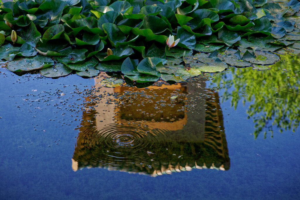 0813 - Reflection in the pond by bob65