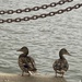 Ducks  by irishdisneyprincess