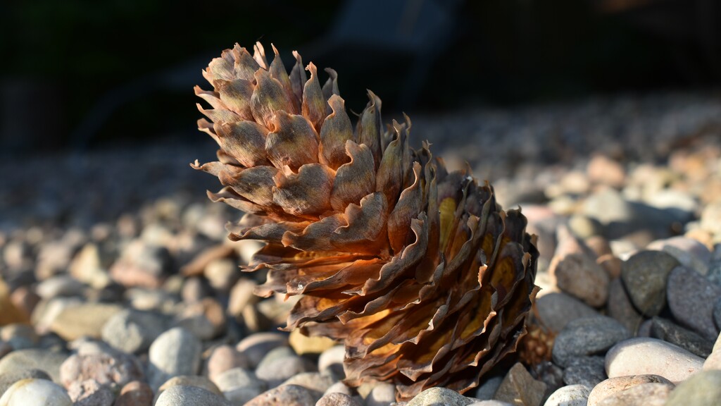 A conifer cone catching the sunlight by anitaw