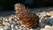 18th Aug 2022 - A conifer cone catching the sunlight