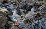 18th Aug 2022 - Back to back Redshanks
